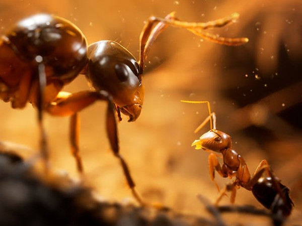 SGF 2024: Novemberben érkezik az Empire of the Ants